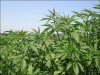 Конопле хотят вернуть доброе имя