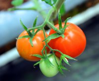 В реконструированных теплицах ожидают очередной урожай огурцов и помидоров В реконструированных теплицах ожидают очередной урожай огурцов и помидоров