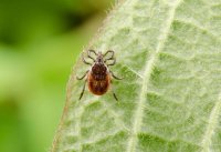 Роспотребнадзор: 31 укус клещами в Туве, один вирусный - в Кызыле