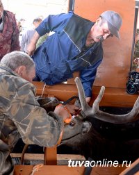 В Туве в мараловодческом хозяйстве «Туран» началась первая срезка пантов