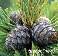 Новый закон, регулирующий деятельность по заготовке недревесной продукции леса, откроет огромный потенциал России