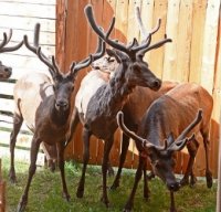 В Туве приступили к заготовке пантов марала