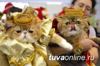 Выставка кошек и собак, бег в ластах, пеленание на скорость, Кино под открытым небом - в День Города 27 августа
