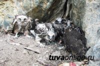 Соколы балобаны Южной Сибири станут отправлять орнитологам смс