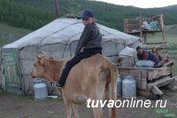 Тува: до 11 августа идет прием документов от начинающих фермеров на получение господдержки Тува: до 11 августа идет прием документов от начинающих фермеров на получение господдержки