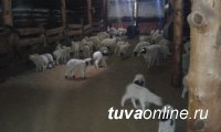 Тува: Окотная кампания в хозяйстве «кыштаговца» с электричеством от солнечных батарей