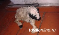 Тува: Окотная кампания в хозяйстве «кыштаговца» с электричеством от солнечных батарей
