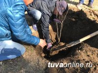 ФГУП «Минусинское» привезет 25-27 мая на ярмарку в Кызыл лучшие саженцы