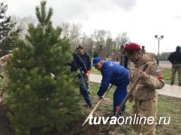 Зимостойкие яблони, груши, туя, рябина, сирень, ясень, миндаль, айва японская, березы, сосны – посажены в эти дни на улицах, скверах, во дворах Кызыла