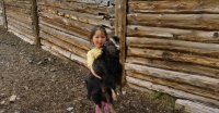 Скотоводам Тувы помогут сохранить скот от нападений снежных барсов в кошарах и на открытых пастбищах   