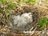 Сокола-балобаны Южной Сибири станут сообщать орнитологам о своем перемещении