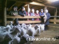 Молодых животноводов в Туве учат предпринимательству