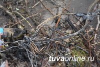 Кызыл: В районе Кожзавода «рыбачили» - из реки Донмас-суг вылавливали накапливавшийся годами мусор
