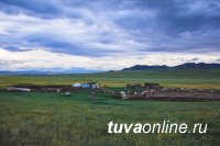 Волчья стая напала на отару овец на чабанской стоянке в Туве