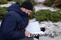 В Туве перед новогодними праздниками усилили охрану хвойного молодняка
