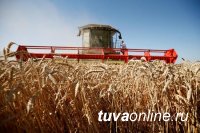 В Туве завершают уборочную кампанию