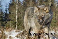 В Туве сформировали 114 бригад для охоты на волков