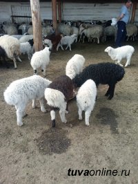 В Туве взвесили потомство от алтайских и калмыцких баранов-производителей