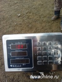 В Туве взвесили потомство от алтайских и калмыцких баранов-производителей