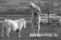 Май-оол Чооду. ЛЕТОПИСЕЦ И ХРАНИТЕЛЬ КУЛЬТУРЫ ТУВЫ