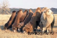 Май-оол Чооду. ЛЕТОПИСЕЦ И ХРАНИТЕЛЬ КУЛЬТУРЫ ТУВЫ