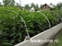 В Тоджинском кожууне Тувы по инициативе местных депутатов будут развивать огородничество