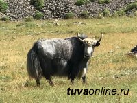 Сенатор Дина Оюн побывала в Монгун-Тайгинском кожуунe Тувы