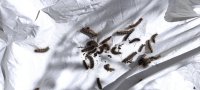 Очаг непарного шелкопряда в Туве увеличивает зону распространения Очаг непарного шелкопряда в Туве увеличивает зону распространения