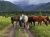 1 августа в Туве ожидаются дожди и шквалистый ветер