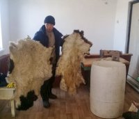 В Туве по соцконтракту можно открыть производство по выделке шкур домашних и диких животных