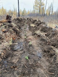  В Туве высаживают лес в местах, где он был уничтожен пожарами и вырубками