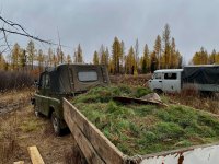  В Туве высаживают лес в местах, где он был уничтожен пожарами и вырубками