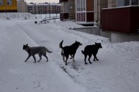 Житель Кызыла устроил конуру для собаки на балконе многоквартирника