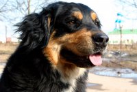 В Туве на АПП российско-монгольской границы досмотрены 893 автомашин