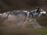 В Туве к ликвидации волков привлечены бригады охотников-волчатников