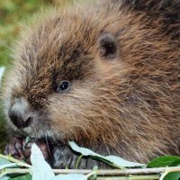 Тувинские бобры на грани исчезновения. Осталось около 100 животных