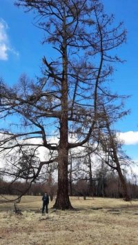 Чаданская лиственница из Тувы вновь претендует на звание «Российское дерево года - 2025»