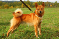 Тувинская порода собак, помогающая в охране отары овец, входит в пятерку самых интересных отечественных пород в России - Maxim