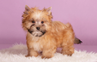 Тувинская порода собак, помогающая в охране отары овец, входит в пятерку самых интересных отечественных пород в России - Maxim