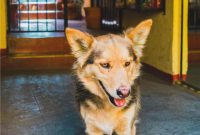 Тувинская порода собак, помогающая в охране отары овец, входит в пятерку самых интересных отечественных пород в России - Maxim