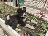 На сцену малого театра в Кызыле вместе с актерами вышел щенок по кличке Калчан-Кара