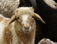 Житель Тувы угнал 27 баранов и продавал их через мессенджер 