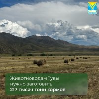 Чаа-Хольский кожуун Тувы вышел в передовики по заготовке кормов