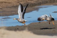 Международная экспедиция провела в Убсу-Нурском заповеднике учет численности редких птиц