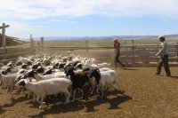 В Туве ветераны СВО получили по 200 голов МРС по программе по развитию овцеводства