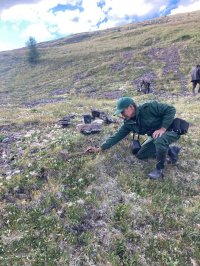 Впервые за последние годы в Туве фотоловушки на снежного барса установили на хребте Западный Танну-Ола