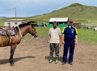 В Туве с начала 2025 года произошло 60 ДТП из-за коров и лошадей