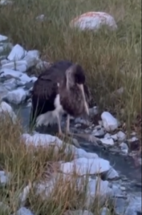 Тувинское отделение Русского географического общества взяло под контроль ситуацию с черным аистом с поврежденным крылом на источнике Тарыс