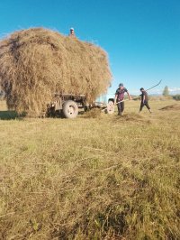 В Туве заготовлено более 45 тысяч тонн кормов