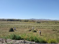 В Туве заготовлено более 45 тысяч тонн кормов